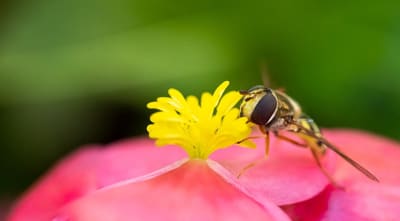 Intro to Macro Photography