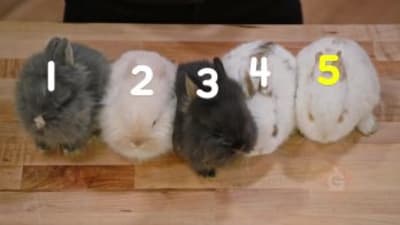 K-8 Math Lessons 1 of 4