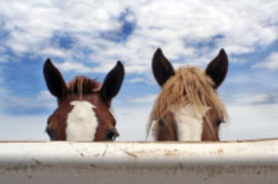 The Horse Course: Introduction to Basic Care and Management