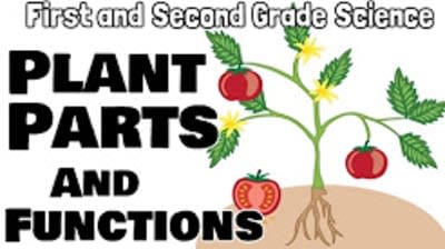 Second Grade Curriculum