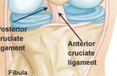 Anatomy & Physiology 1 of 2