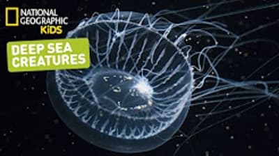 Deep-sea Creatures Videos: Did you know?
