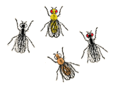  The Biology Project: Genetics