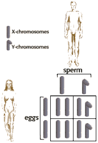  The Biology Project: Human Biology 