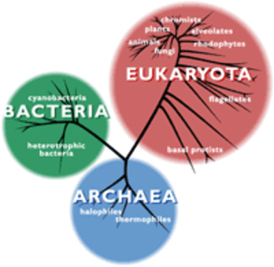 Welcome to Evolution 101!