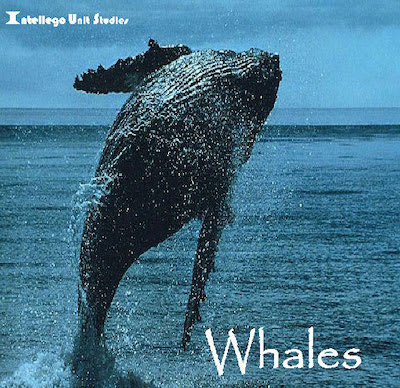 Elective Unit Studies: Whales 