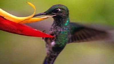 Evolution | An Origin of Species