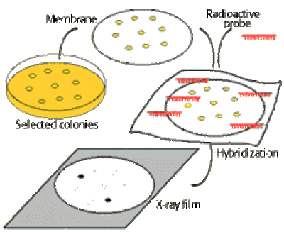  The Biology Project: Molecular Biology 