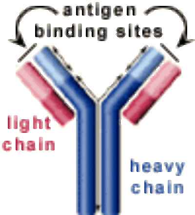  The Biology Project: Microbiology & Immunology 